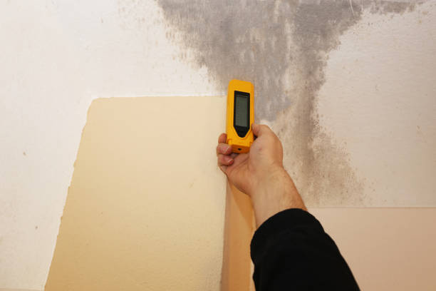 Biohazard Mold Removal in Nebo, NC
