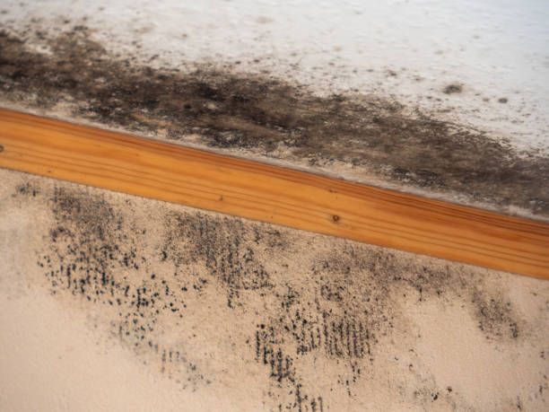 Environmental Consulting for Mold Prevention in Nebo, NC