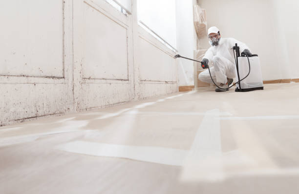Best Mold Odor Removal Services  in Nebo, NC